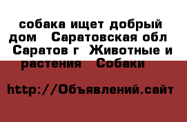 собака ищет добрый дом - Саратовская обл., Саратов г. Животные и растения » Собаки   